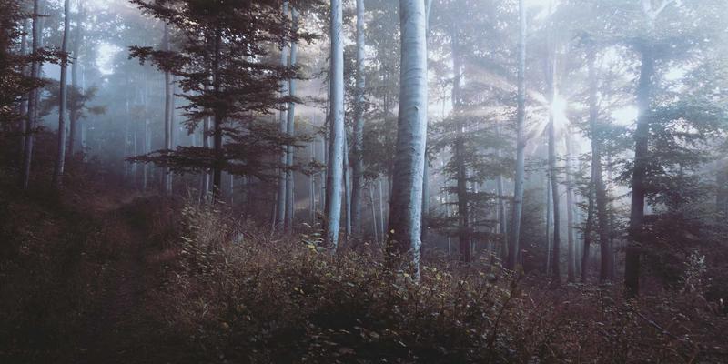 互联网技术16：软件开发与网站建设的融合创新